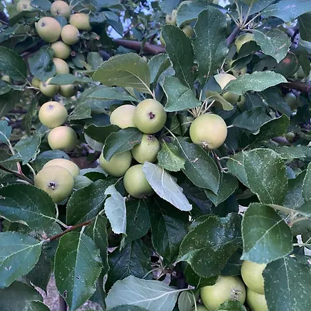 Bed & Breakfast Casa Amrita