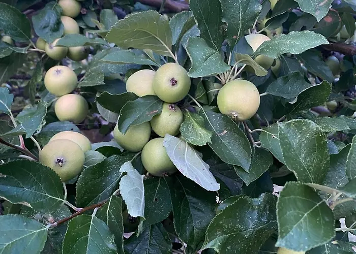 Bed & Breakfast Casa Amrita